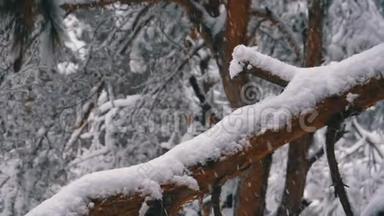 一棵松树的树干，冬<strong>天降</strong>雪时被雪覆盖。 慢动作